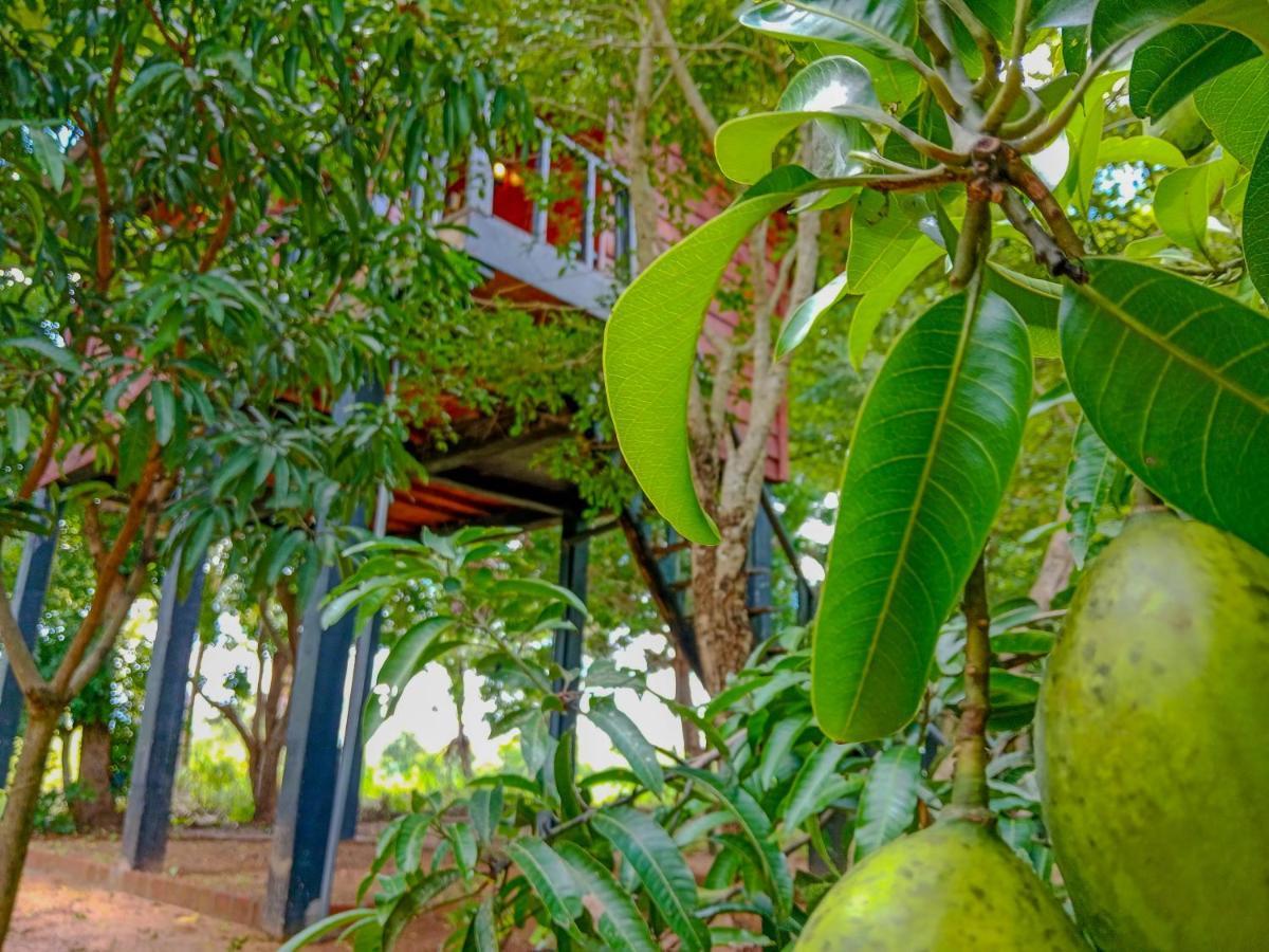 Ceylon Amigos Eco Resort Sigiriya Eksteriør billede